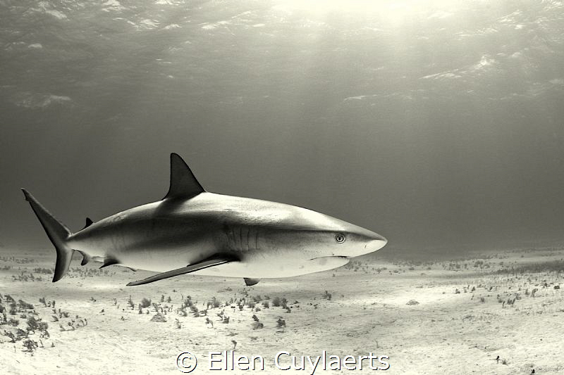 Again no real photoshop but grey & sepia conversions in A... by Ellen Cuylaerts 