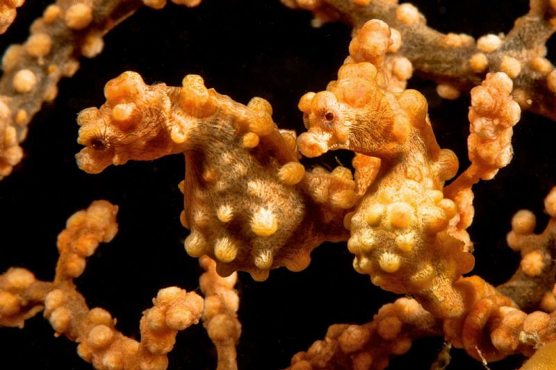 Double yellow Bargibandi pygmy seahorses in Anilao. by Mehmet Salih Bilal 