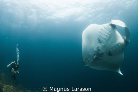 Giant Manta flashing its stomach at Hin Daeng. by Magnus Larsson 
