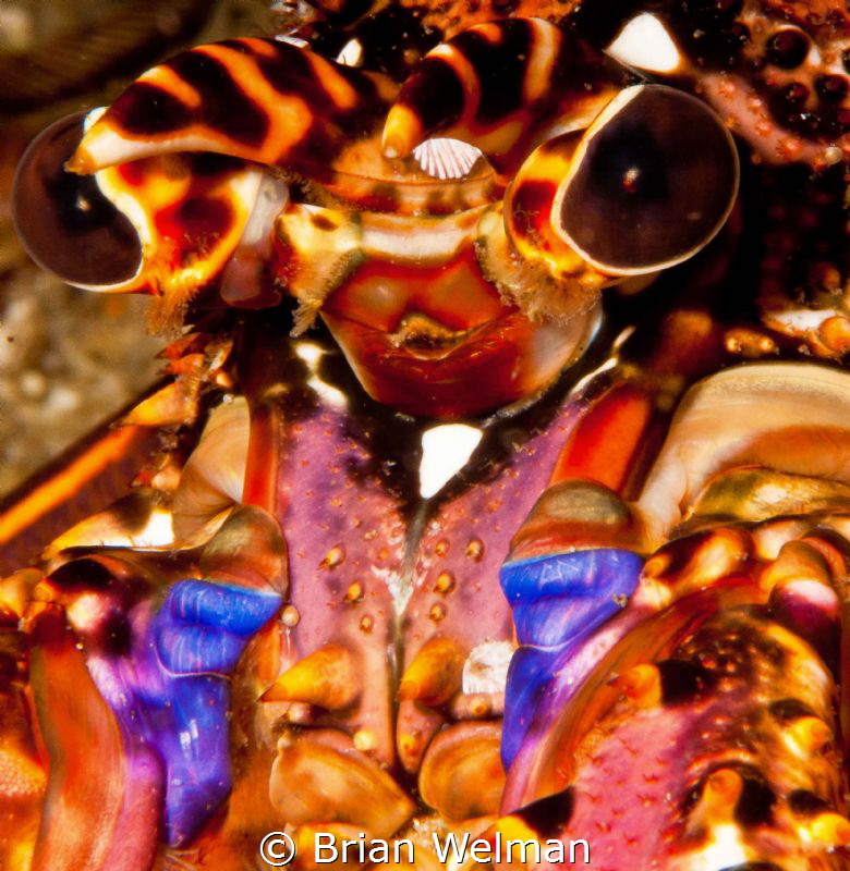 "Alien"

Close up of Africa East Coast Lobster Face by Brian Welman 