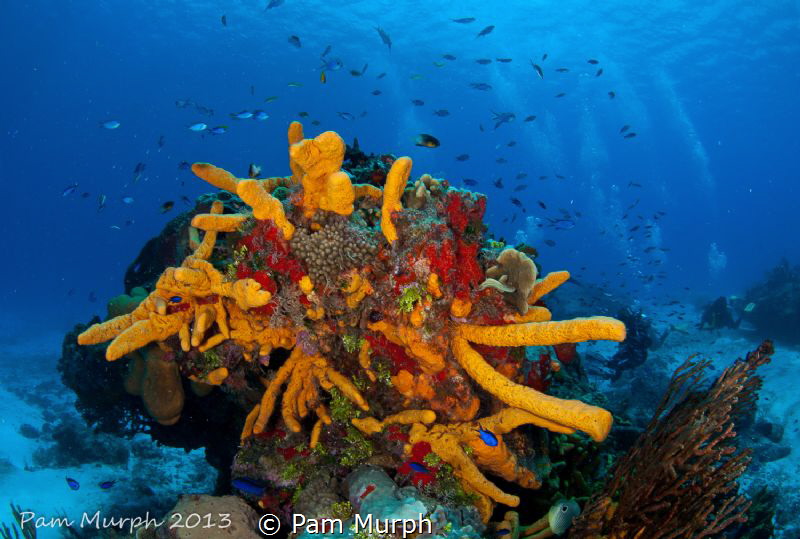 A Burst of Color  / The colors in Cozumel are amazing and... by Pam Murph 