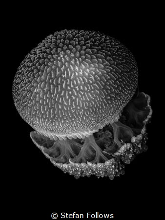 Voyager! Jellyfish - Thysanostoma thysanura. Sail Rock, T... by Stefan Follows 