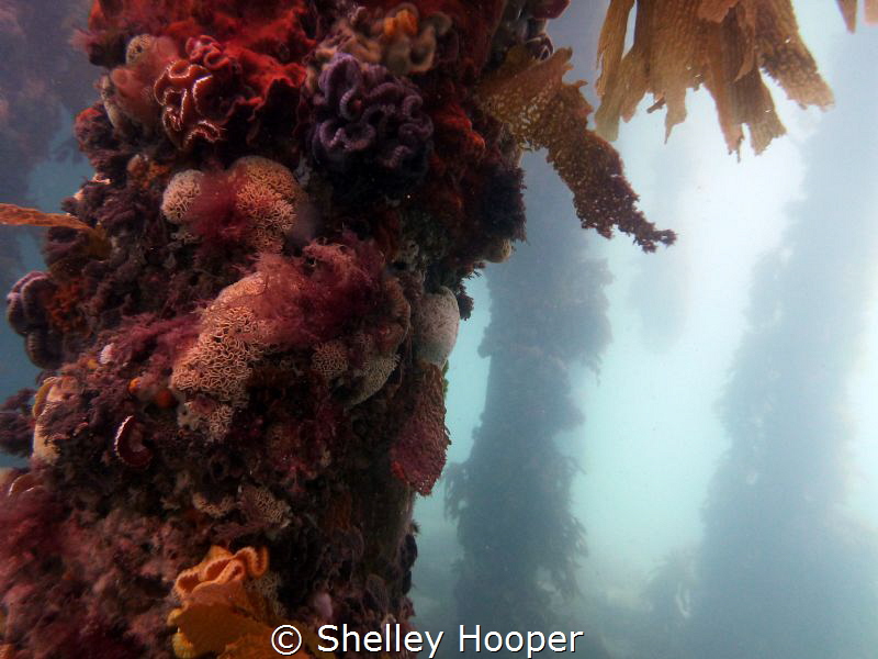 Beautiful colours to be seen on the posts of Portsea Pier... by Shelley Hooper 
