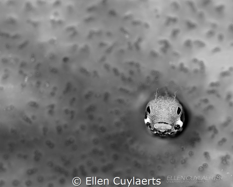 Secretary blenny on the lookout for food...what it does a... by Ellen Cuylaerts 