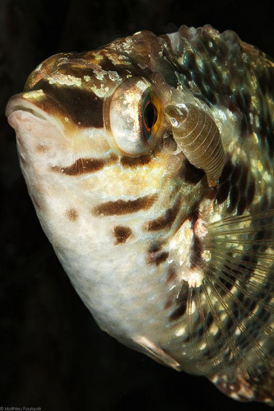 Anilocra on Symphodus by Mathieu Foulquié 