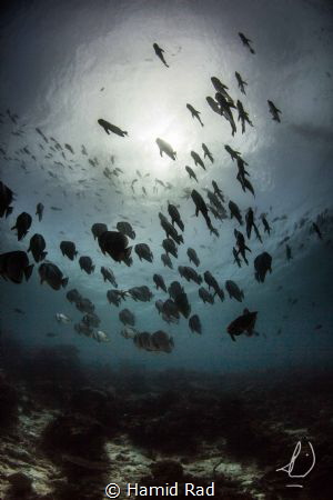 The Bat Squad. Canon 600D/Tokina 10-17/Nauticam. by Hamid Rad 
