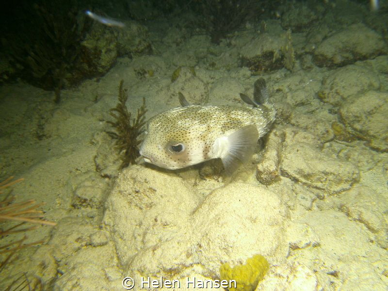Porcupine from Salt Pier Night Dive by Helen Hansen 