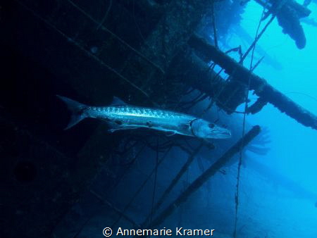 A Great Barracuda (Sphyraena barracuda) chills out at the... by Annemarie Kramer 