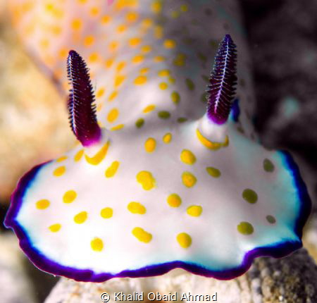 Keep moving forward like nudibranch by Khalid Obaid Ahmad 
