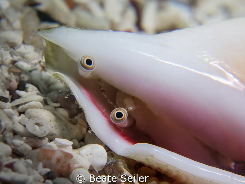 Eyes by Beate Seiler 