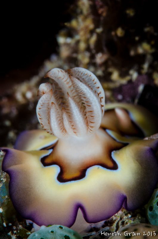 Chromodoris by Henrik Gram Rasmussen 