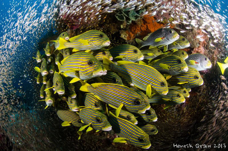 Sweetlips up Close by Henrik Gram Rasmussen 