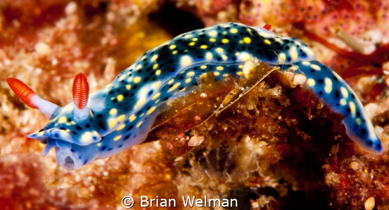 Nudibranch by Brian Welman 