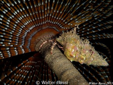 Under the umbrella
 by Walter Bassi 
