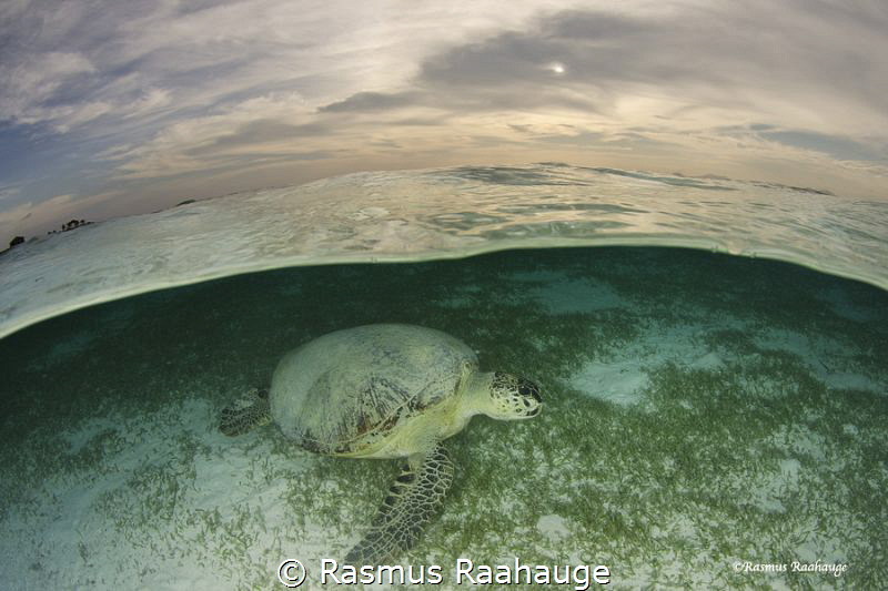 Turtle sunset 
 by Rasmus Raahauge 