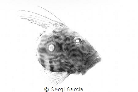 inspired in gyotaku, a traditional method of Japanese fis... by Sergi Garcia 