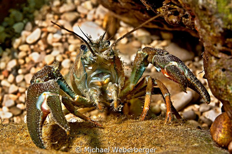 catch me if you can by Michael Weberberger 