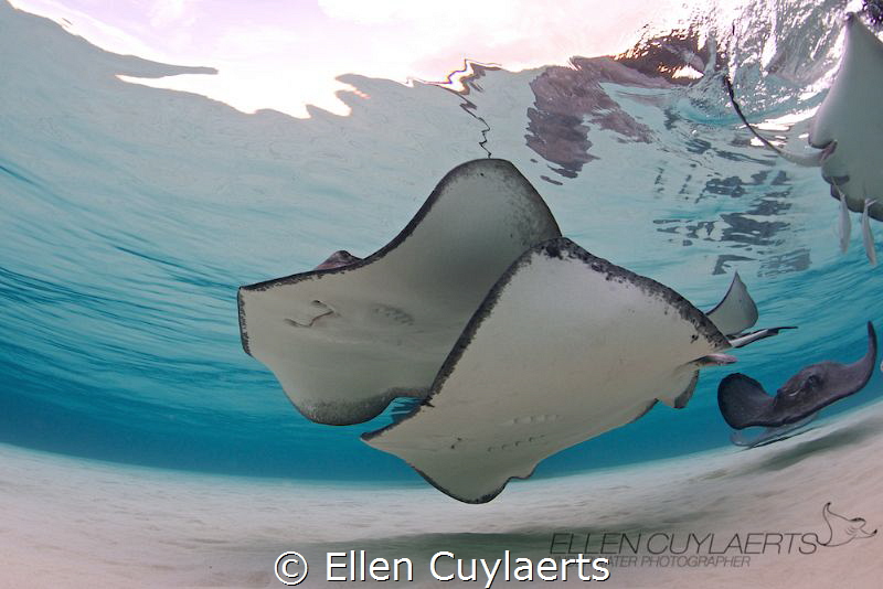 Two is better than one! So cheers to you and yours with a... by Ellen Cuylaerts 