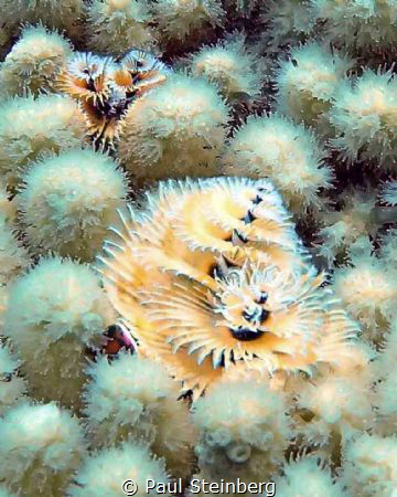 Christmas Tree Worms by Paul Steinberg 