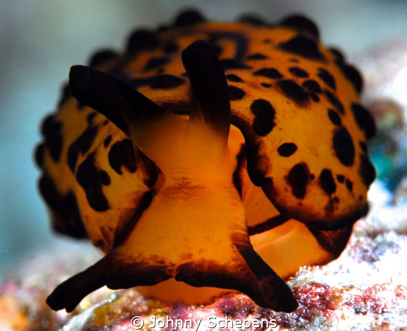 Surin on a "wavy" diving day iso of diving Richelieu..... by Johnny Schepens 