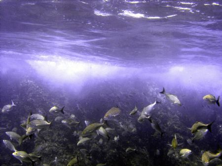 Reef Dance

Reef at Lands End in Cabo San Lucas by Jeffery Jones 