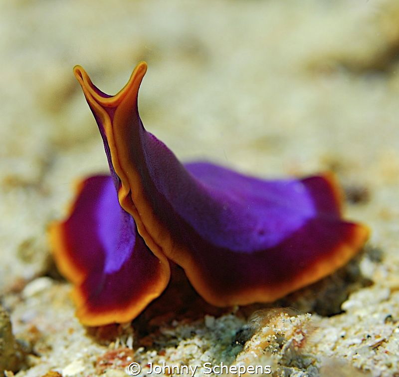 flattie getting up ..... by Johnny Schepens 