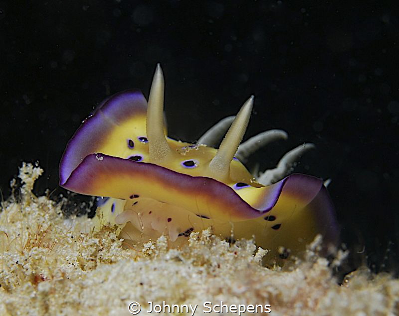Chromodoris in Mabul by Johnny Schepens 