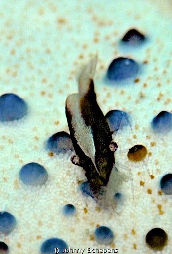 Mouse Shrimp living under sea star.....less then 1 cm "big" by Johnny Schepens 