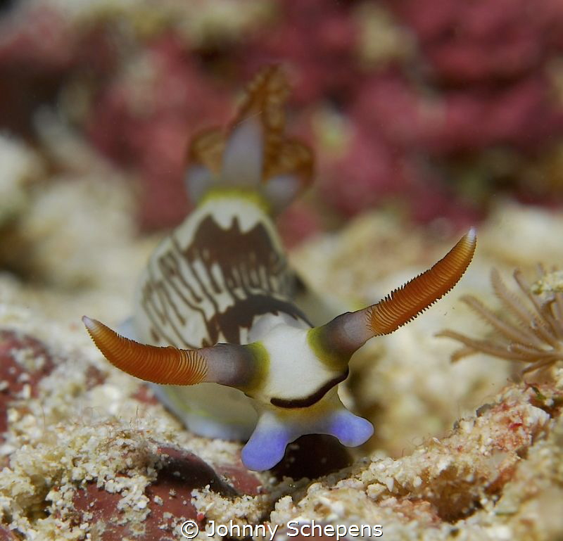 "Bizon" nudi (;,... by Johnny Schepens 