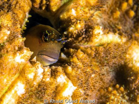 Goby 60mm macro by Khalid Obaid Ahmad 