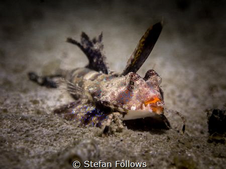 Fingered Dragonet - Dactylopus dactylopus. Chaloklum, Tha... by Stefan Follows 