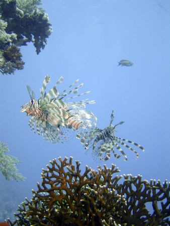 Lion Fish - Sharm by Ewan Chesser 