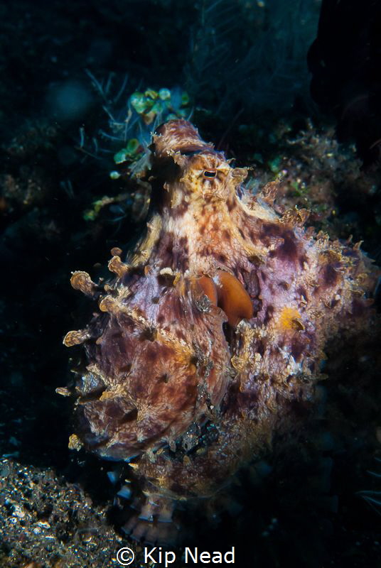 This was my first time seeing this particular species of ... by Kip Nead 