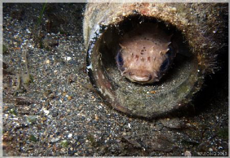 Juvenile Porcupine Fish by Kf Leong 