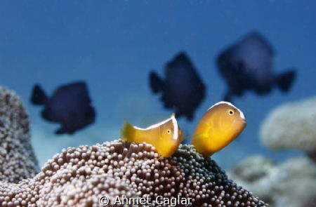 nemos by Ahmet Caglar 