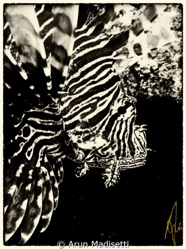 fish see in monochrome. by Arun Madisetti 