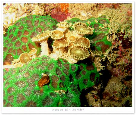 Musandam, Oman by Abeer Bin Jarsh 