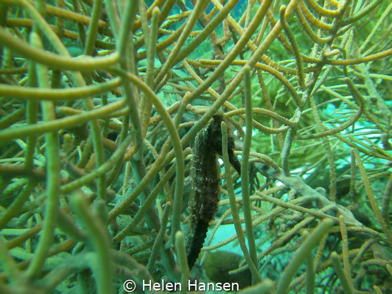 Seahorse by Helen Hansen 