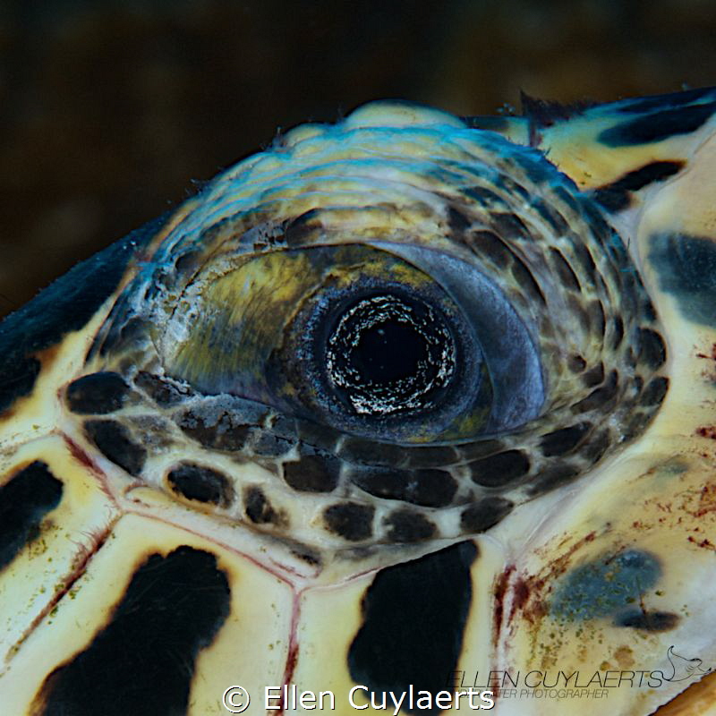 Wisdom
Detail of a hawskbill turtle's eye by Ellen Cuylaerts 