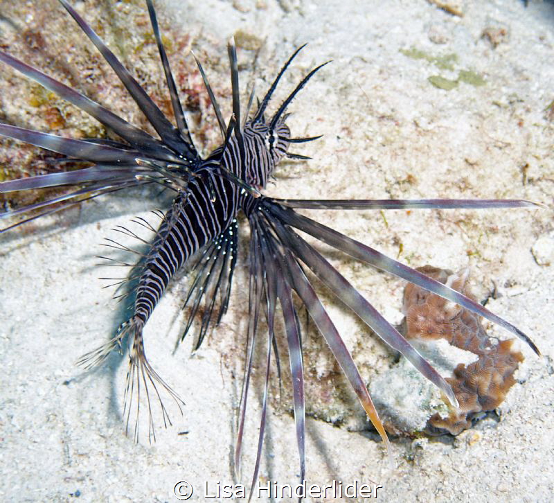 Juvenile Lionfish-detail by Lisa Hinderlider 