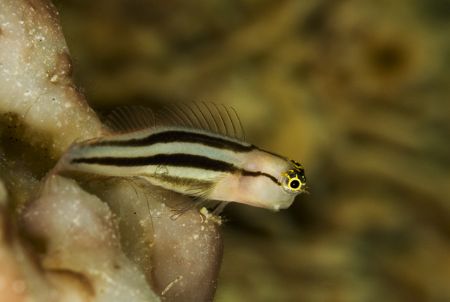 'Small fish' from Lembeh. Taken with Olympus E-20 in Tita... by Istvan Juhasz 