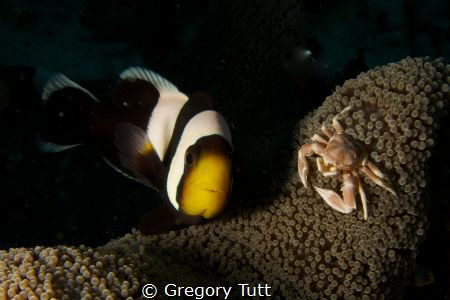 Photo Bomb... by Gregory Tutt 