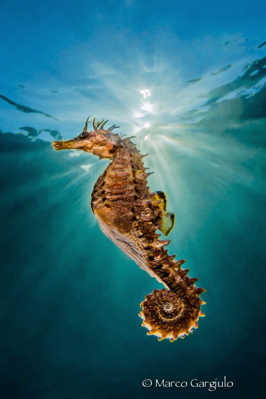 Hyppo-Sunrays by Marco Gargiulo 