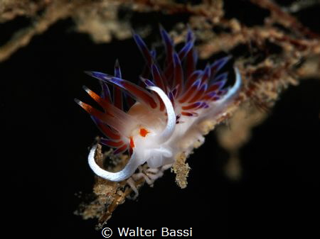 Cratena peregrina by Walter Bassi 
