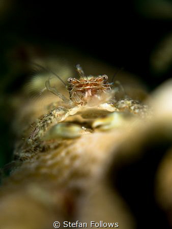 Greetings...! Porcelain Crab - Porcellanidae sp. Mae Haad... by Stefan Follows 