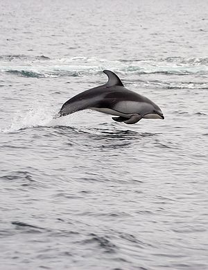Whitesided Dolphin acrobat trying to steady on a moving b... by Todd Mintz 