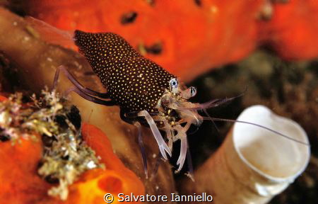 Gnathophyllum elegans by Salvatore Ianniello 