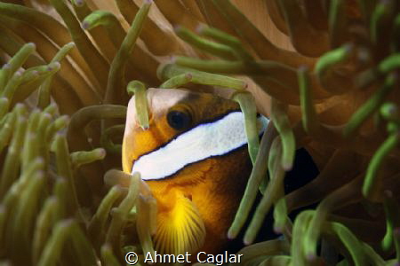 nemo by Ahmet Caglar 