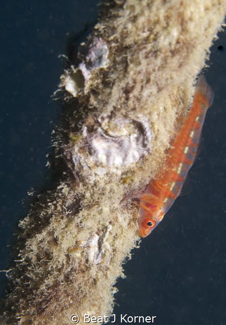 That's where that goby spends his life on! by Beat J Korner 