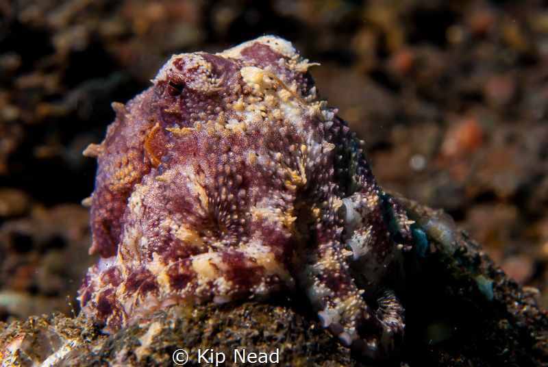 This is a mototi blue ring octopus from a muck dive in Tu... by Kip Nead 